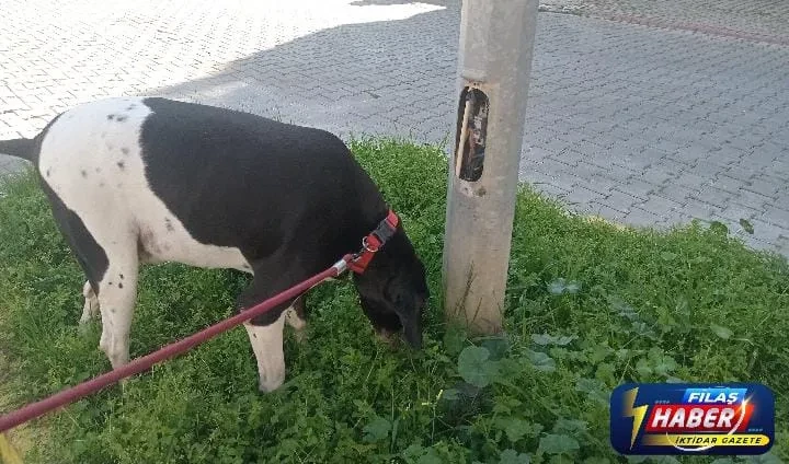 MAHMUTLAR MAHALLESİNDE SOKAK AYDINLATMA DİREKLERİ TEHLİKE SAÇIYOR