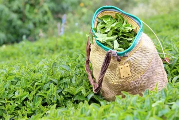 ÇAYKUR’dan Üreticiye 25,44 TL’lik Müjde