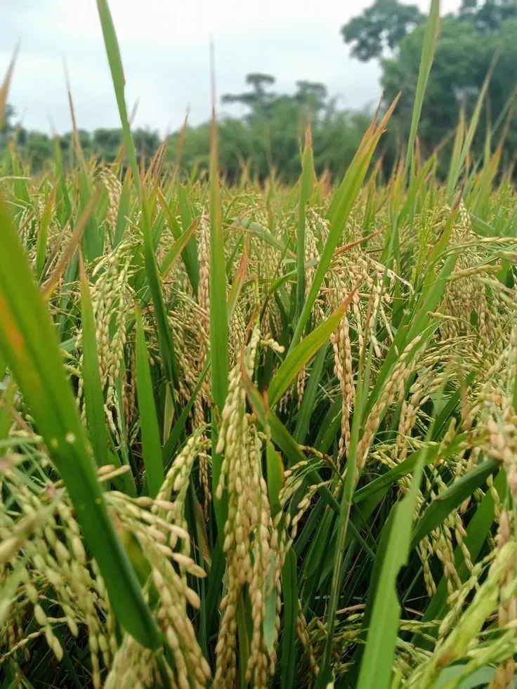 Çeltik Ekimleri İçin Müracaatlar Başladı